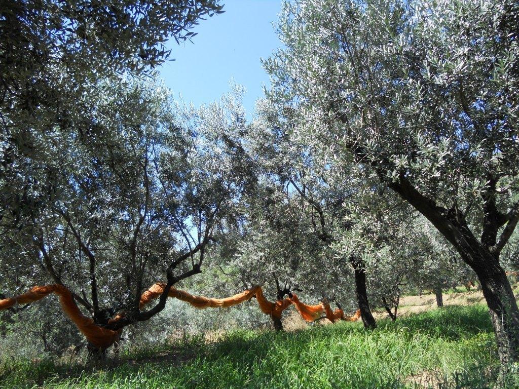 Agriturismo La Collina Verde Levanto Exterior photo